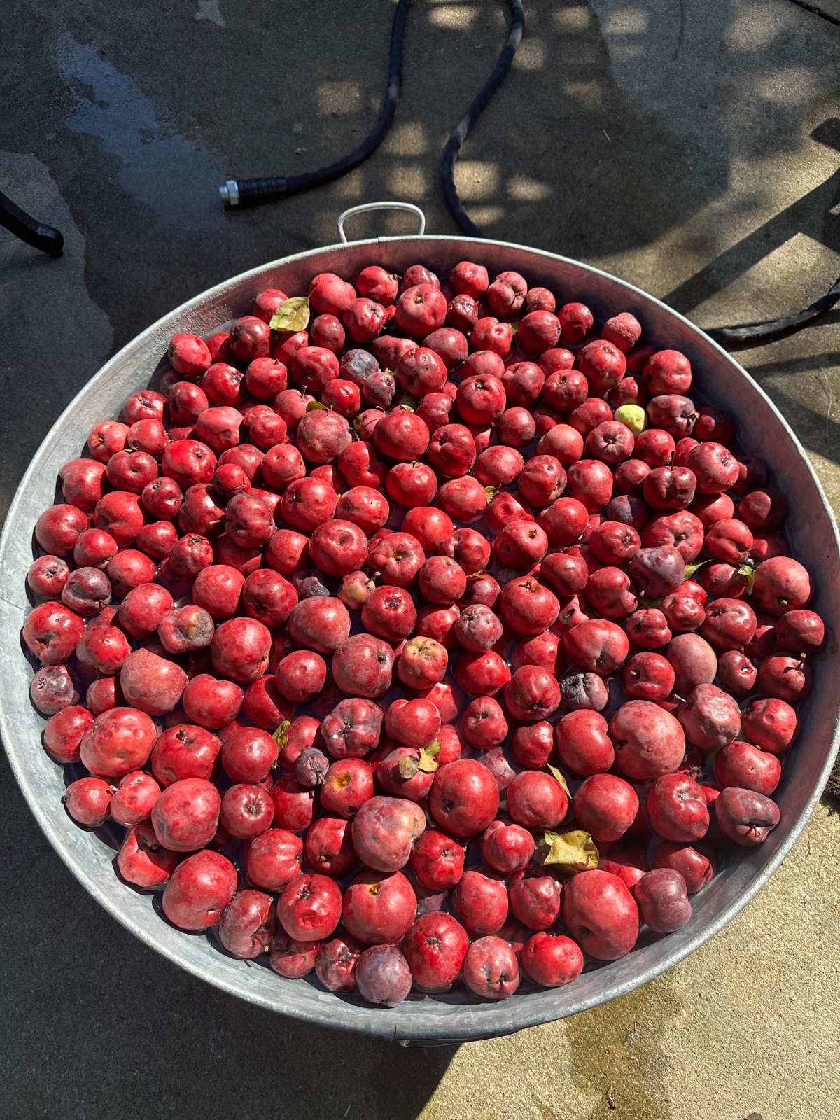 Siberian Crabapple Tree