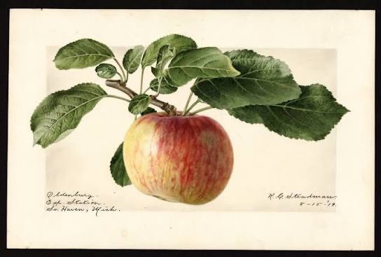 Duchess of Oldenburg Apple Tree