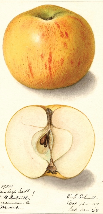 Bramley Seedling Apple Tree