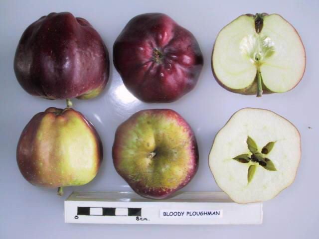 Bloody Ploughman Apple