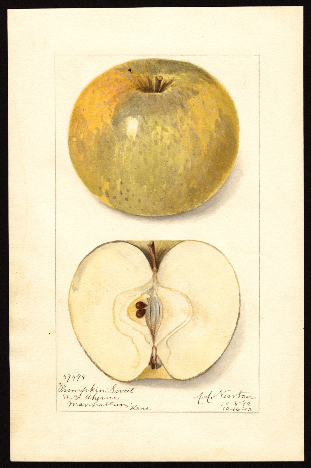 Pumpkin Russet Apple Tree