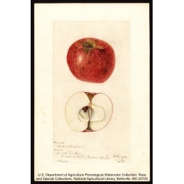 Father Abraham Apple Tree