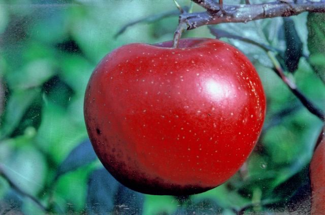 Red Devil Apple