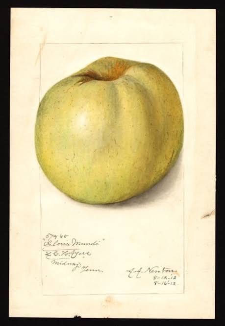 Gloria Mundi Apple Tree
