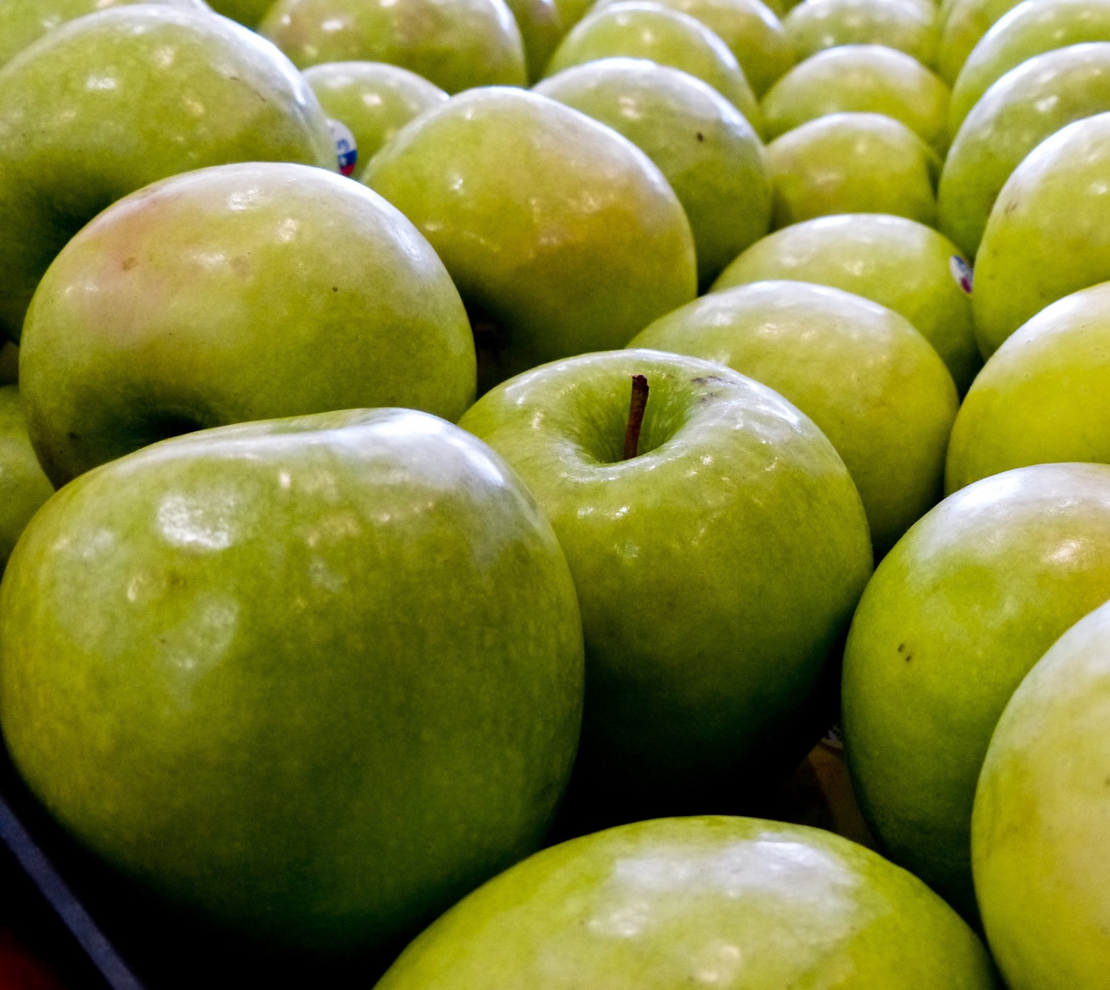 Granny Smith Apple Tree