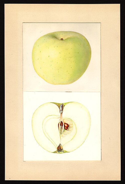 Lodi Apple Tree