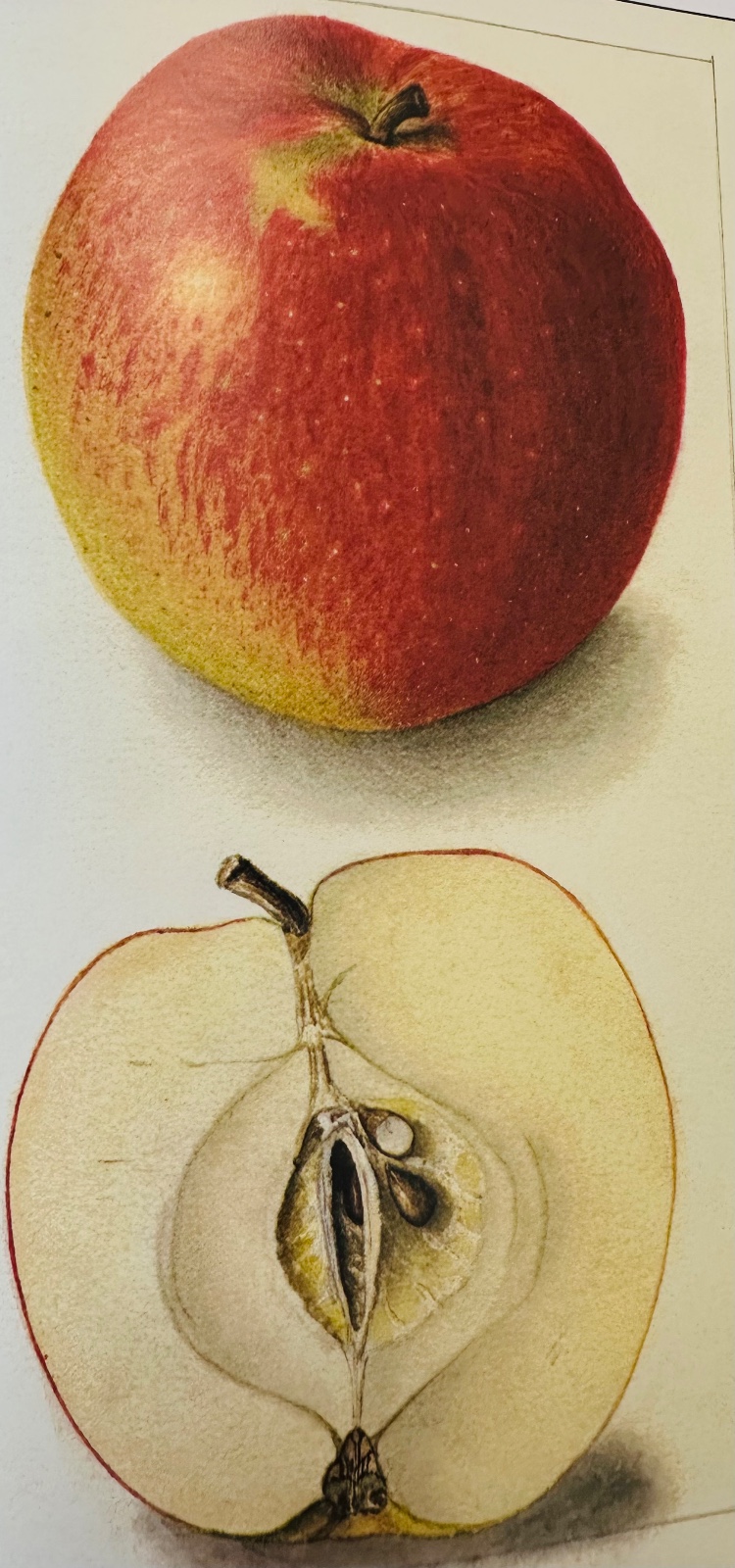 Deacon Jones Apple Tree