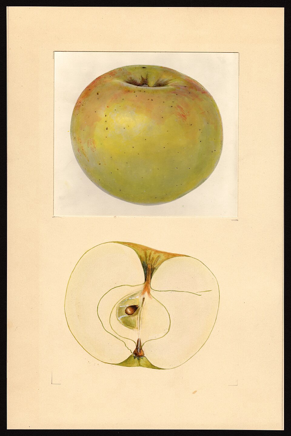 Hawkeye Apple Tree