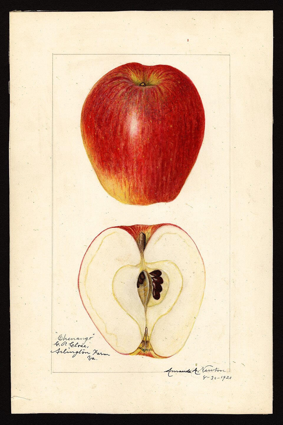 Chenago Strawberry Apple Tree