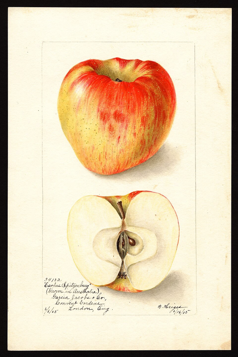 Esopus Spitzenburg Apple Tree