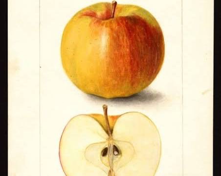 Golden Pearmain Apple Tree