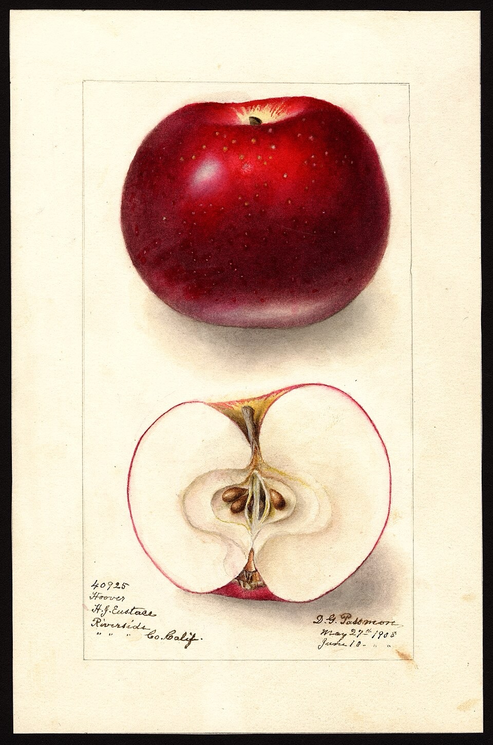 Blue Ridge King Apple Tree