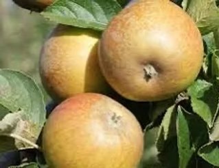 Ashmead's Kernel Apple Tree