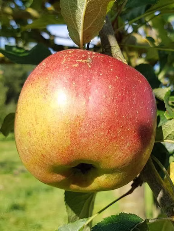 Melrose Apple Tree