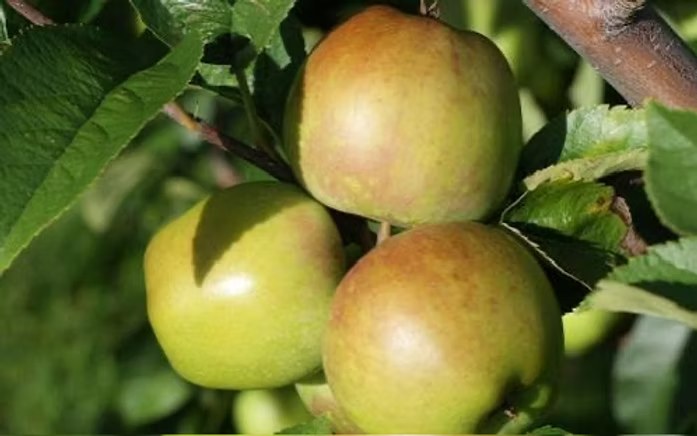 Newtown Pippin Apple Tree
