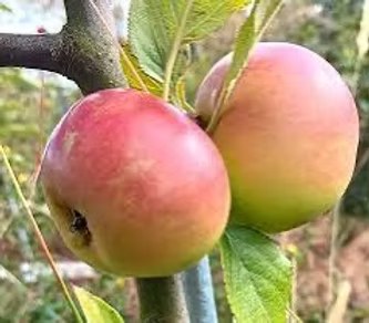 Northern Spy Apple Tree