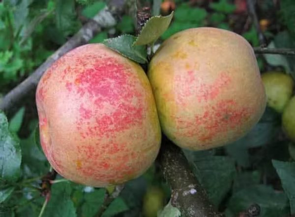 Orleans Reinette Apple Tree